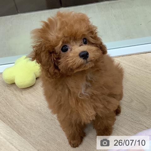 東京都のトイプードル(トイ) (ペットプラス 日の出店/2026年4月9日生まれ/女の子/レッド)の子犬の4枚目の画像