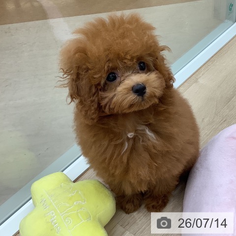 東京都のトイプードル(トイ) (ペットプラス 日の出店/2026年4月9日生まれ/女の子/レッド)の子犬の4枚目の画像