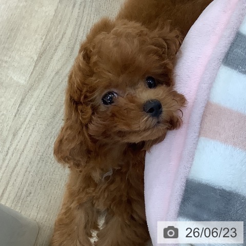 東京都のトイプードル(トイ) (ペットプラス 日の出店/2026年4月9日生まれ/女の子/レッド)の子犬の3枚目の画像