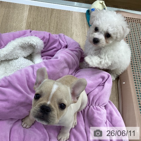 フレンチ・ブルドッグの写真