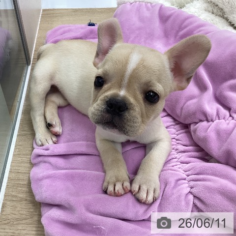 フレンチ・ブルドッグの写真