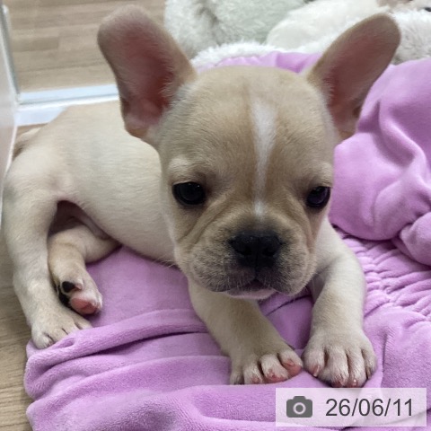 フレンチ・ブルドッグの写真