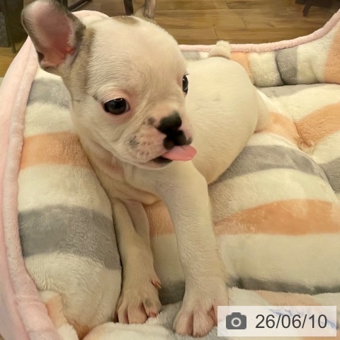 フレンチ・ブルドッグの写真