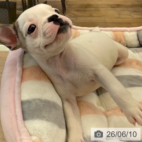 フレンチ・ブルドッグの写真