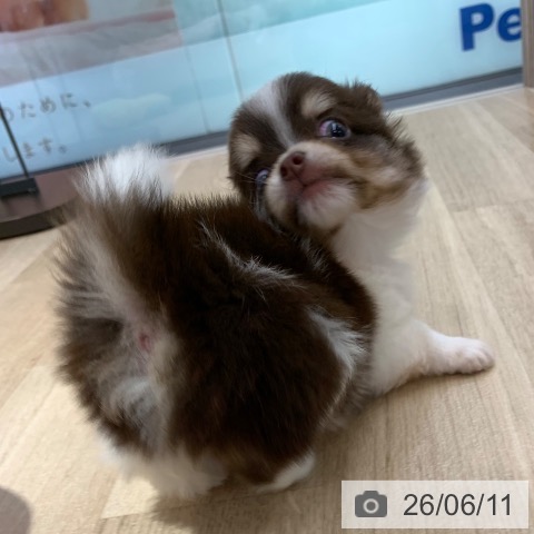 チワワの写真