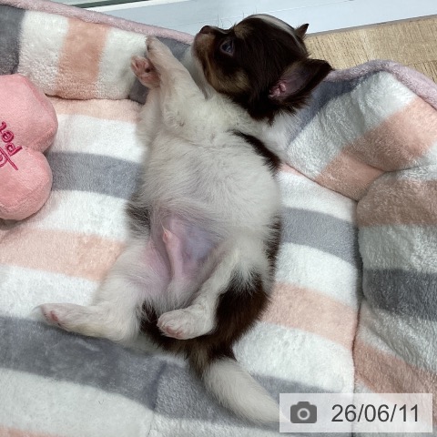 チワワの写真
