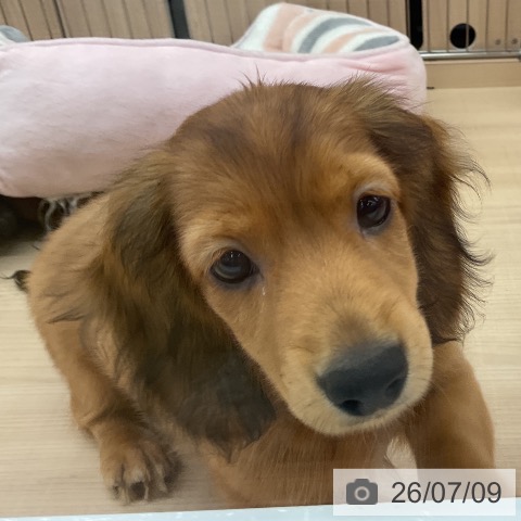 埼玉県のミニチュアダックスフンド(ロング) (ペッツワン 浦和美園店/2026年4月7日生まれ/男の子/レッド)の子犬の4枚目の画像