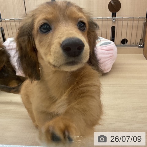 埼玉県のミニチュアダックスフンド(ロング) (ペッツワン 浦和美園店/2026年4月7日生まれ/男の子/レッド)の子犬の3枚目の画像