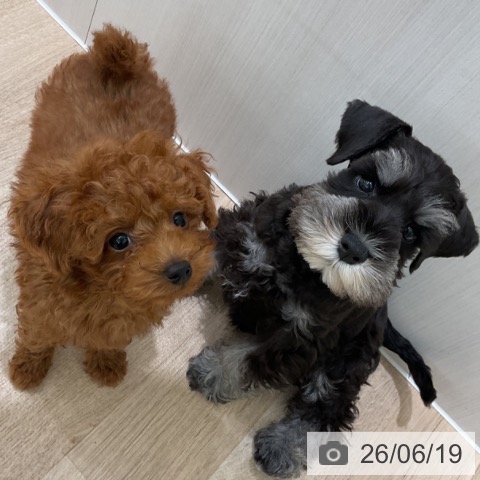 神奈川県のトイプードル(トイ) (ペットプラス 天王町店/2026年4月11日生まれ/男の子/レッド)の子犬の4枚目の画像