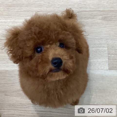 神奈川県のトイプードル(トイ) (ペットプラス 相模原並木店/2026年4月11日生まれ/男の子/レッド)の子犬の3枚目の画像