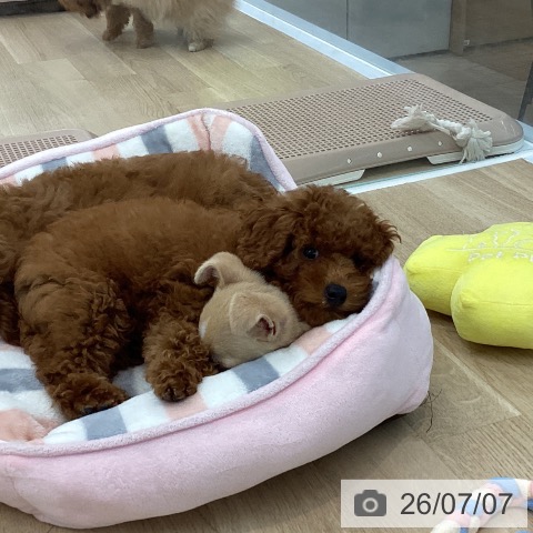 神奈川県のトイプードル(トイ) (ペットプラス 相模原並木店/2026年4月11日生まれ/男の子/レッド)の子犬の3枚目の画像