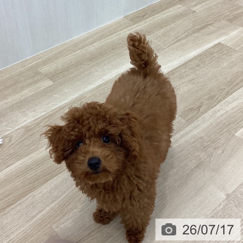 神奈川県のトイプードル(トイ) (ペットプラス 相模原並木店/2026年4月11日生まれ/男の子/レッド)の子犬の3枚目の画像