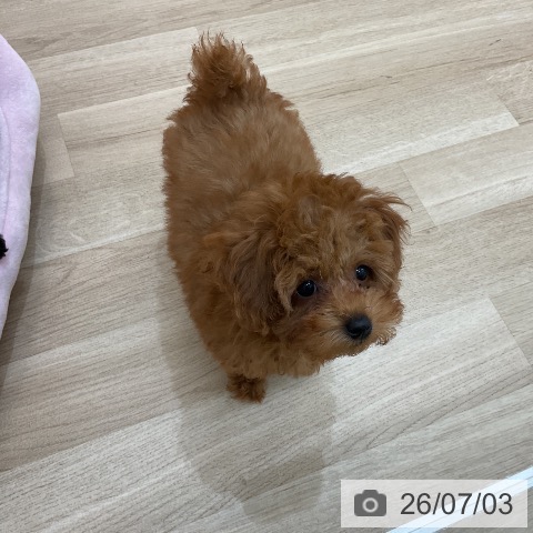 群馬県のトイプードル(トイ) (ペットプラス 前橋店/2026年4月11日生まれ/女の子/レッド)の子犬の4枚目の画像