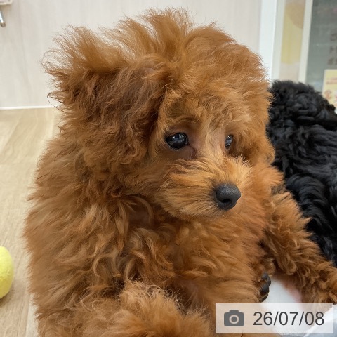 群馬県のトイプードル(トイ) (ペットプラス 前橋店/2026年4月11日生まれ/女の子/レッド)の子犬の4枚目の画像