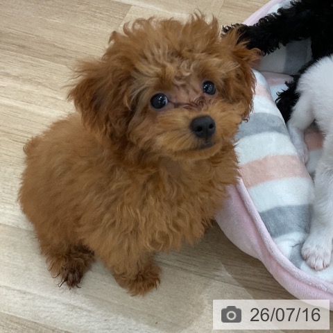 群馬県のトイプードル(トイ) (ペットプラス 前橋店/2026年4月11日生まれ/女の子/レッド)の子犬の4枚目の画像