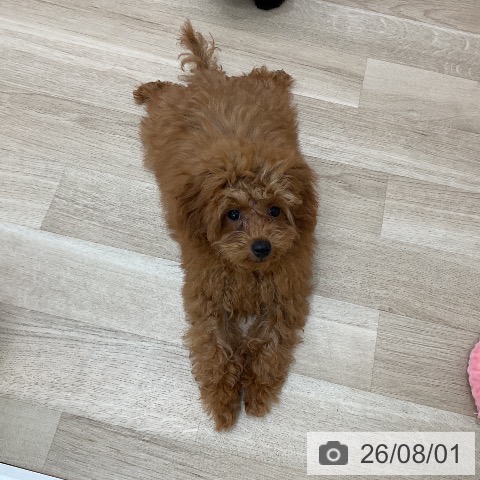 群馬県のトイプードル(トイ) (ペットプラス 前橋店/2026年4月11日生まれ/女の子/レッド)の子犬の3枚目の画像