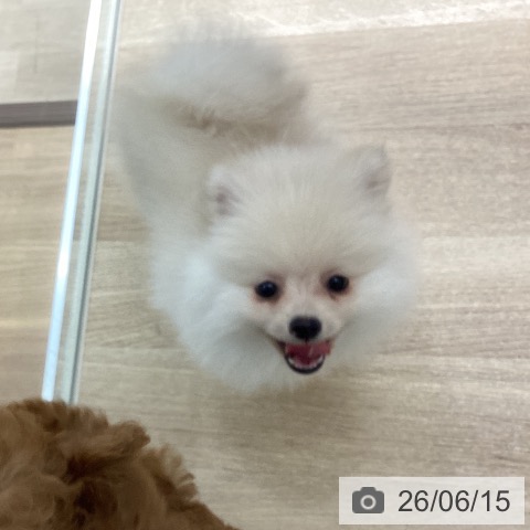 宮城県のポメラニアン (ペットプラス 仙台上杉店/2026年4月11日生まれ/男の子/クリーム)の子犬の4枚目の画像