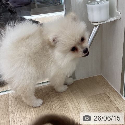 宮城県のポメラニアン (ペットプラス 仙台上杉店/2026年4月11日生まれ/男の子/クリーム)の子犬の3枚目の画像