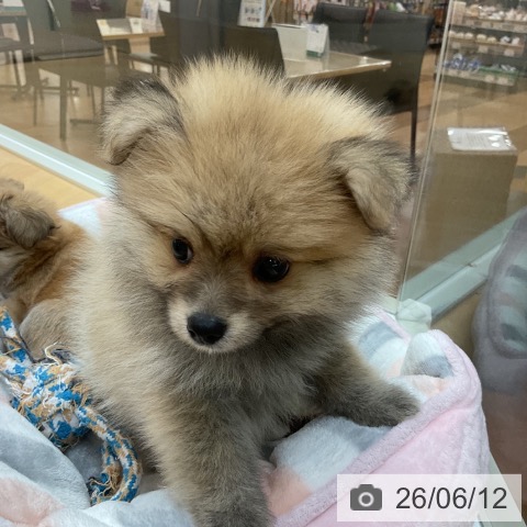 埼玉県のポメラニアン (ペットプラス 浦和美園店/2026年4月11日生まれ/女の子/クリームセーブル)の子犬の3枚目の画像