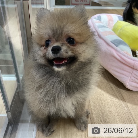 神奈川県のポメラニアン (ペットプラス 湘南平塚店/2026年4月11日生まれ/女の子/クリームセーブル)の子犬の4枚目の画像