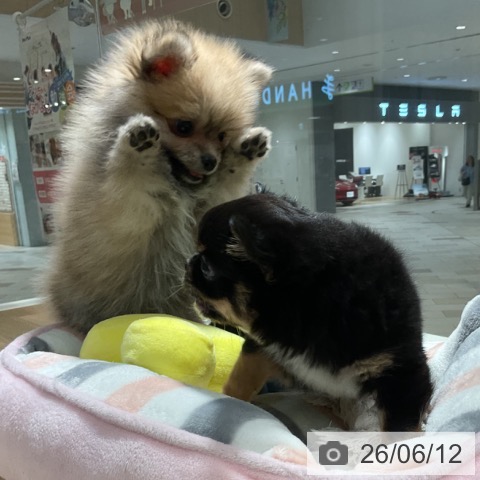 神奈川県のポメラニアン (ペットプラス 湘南平塚店/2026年4月11日生まれ/女の子/クリームセーブル)の子犬の3枚目の画像
