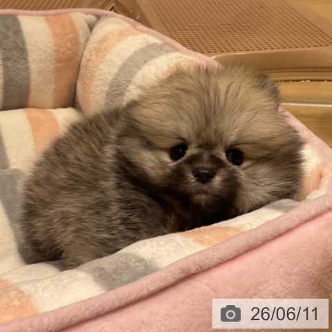ポメラニアンの写真
