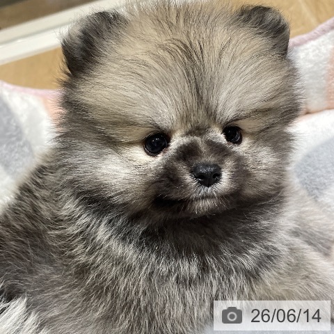 埼玉県のポメラニアン (ペットプラス ららぽーと富士見店/2026年4月11日生まれ/男の子/クリームセーブル)の子犬の3枚目の画像