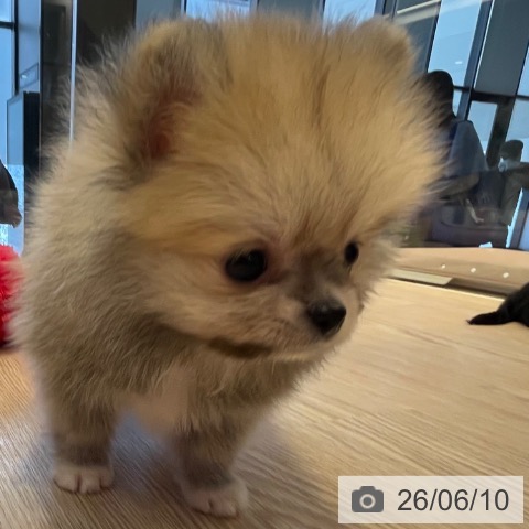 ポメラニアンの写真