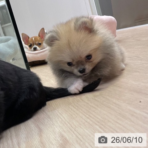 ポメラニアンの写真