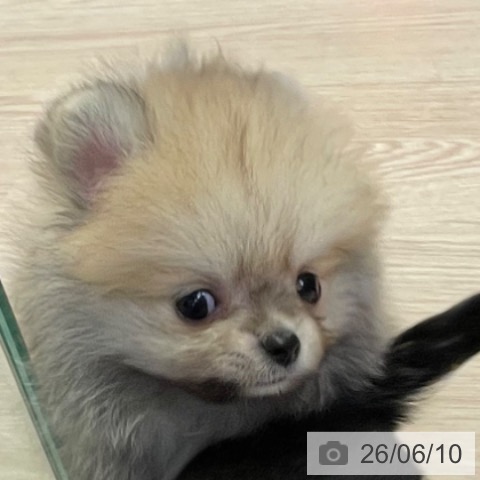 ポメラニアンの写真