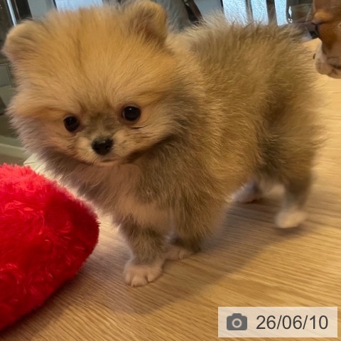ポメラニアンの写真