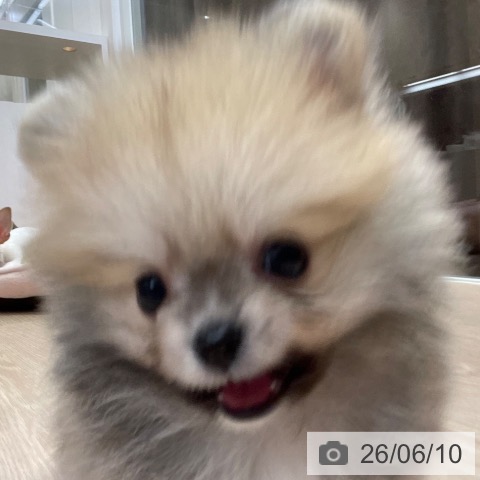 ポメラニアンの写真