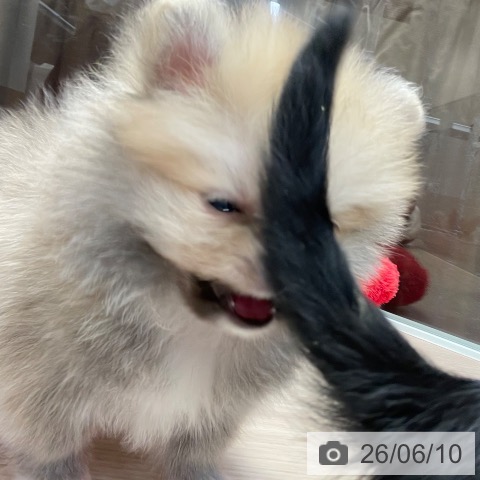 ポメラニアンの写真