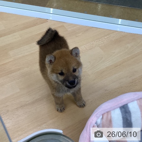 柴の写真