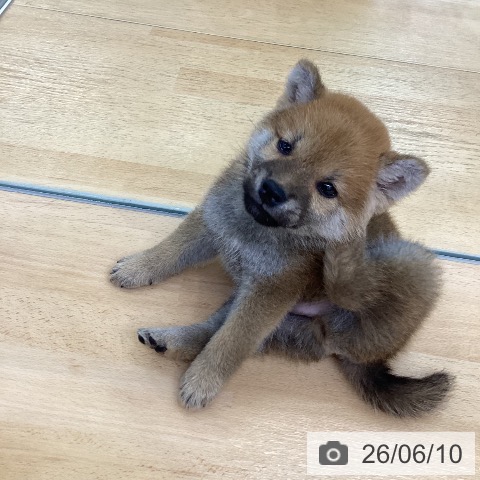 柴の写真