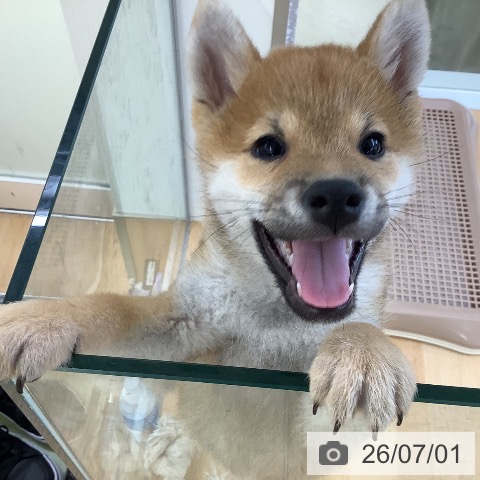 埼玉県の柴犬(標準サイズ) (ペットプラス 羽生店/2026年4月11日生まれ/男の子/赤)の子犬の3枚目の画像
