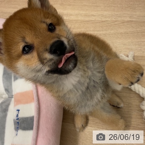 神奈川県の柴犬(標準サイズ) (ペットプラス 天王町店/2026年4月11日生まれ/男の子/赤)の子犬の4枚目の画像