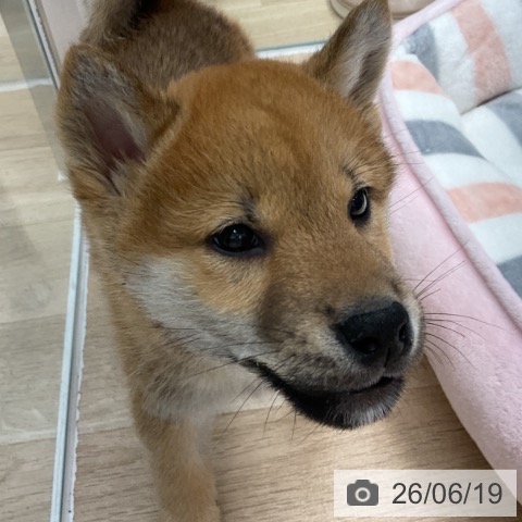 神奈川県の柴犬(標準サイズ) (ペットプラス 天王町店/2026年4月11日生まれ/男の子/赤)の子犬の3枚目の画像