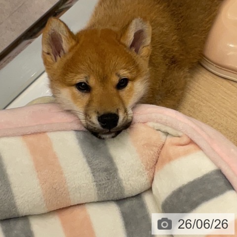 神奈川県の柴犬(標準サイズ) (ペットプラス 天王町店/2026年4月11日生まれ/男の子/赤)の子犬の3枚目の画像