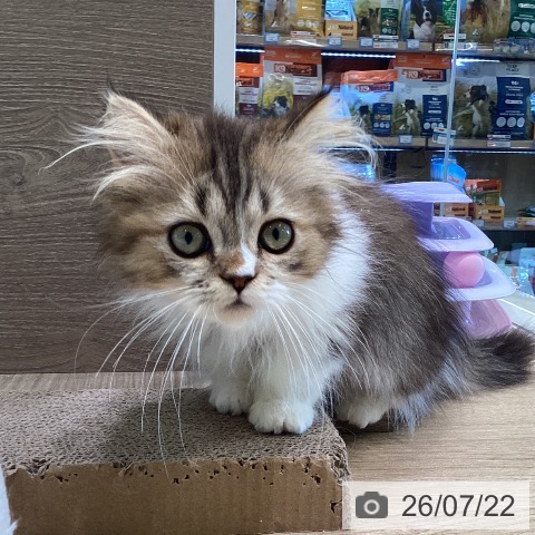 マンチカンの写真