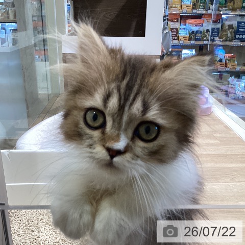 マンチカンの写真