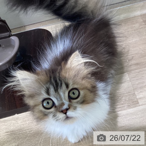 マンチカンの写真