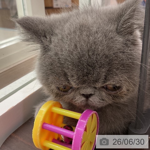 埼玉県のエキゾチック (ペットプラス 浦和美園店/2026年4月6日生まれ/男の子/ブルー)の子猫の3枚目の画像