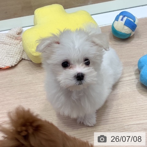 神奈川県のマルチーズ (ペットプラス 新百合丘店/2026年4月10日生まれ/男の子/ホワイト)の子犬の3枚目の画像