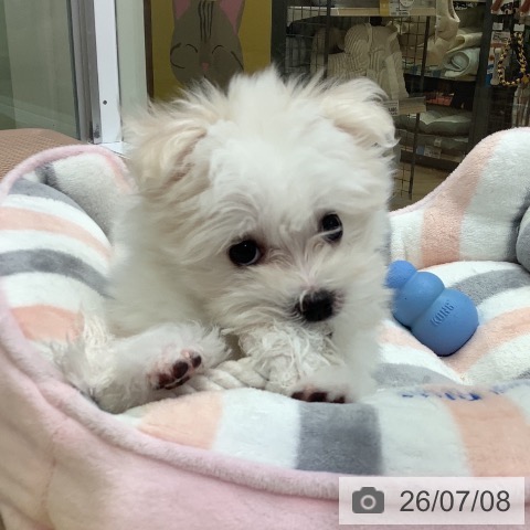 神奈川県のマルチーズ (ペットプラス 新百合丘店/2026年4月10日生まれ/男の子/ホワイト)の子犬の3枚目の画像