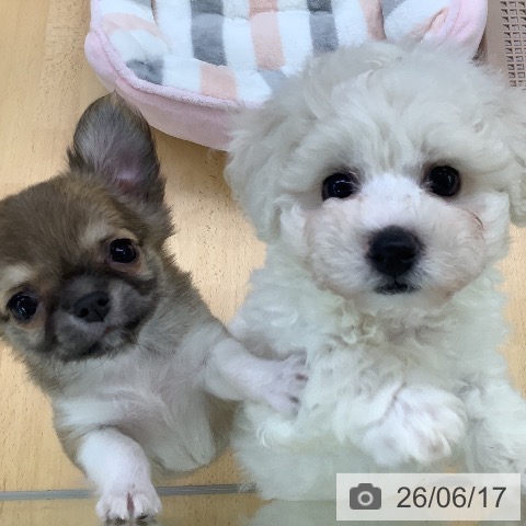 埼玉県のビションフリーゼ (ペットプラス 羽生店/2026年4月11日生まれ/男の子/ホワイト)の子犬の4枚目の画像