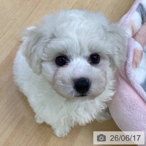 埼玉県のビションフリーゼ (ペットプラス 羽生店/2026年4月11日生まれ/男の子/ホワイト)の子犬の3枚目の画像
