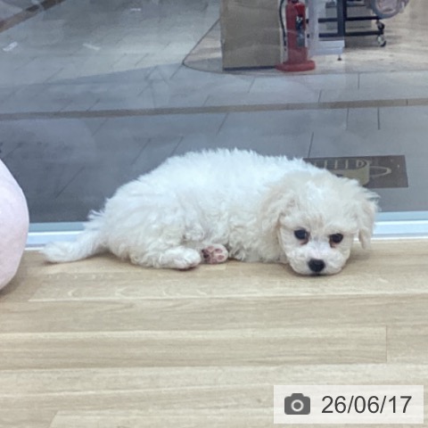 千葉県のビションフリーゼ (ペットプラス 船橋店/2026年4月11日生まれ/女の子/ホワイト)の子犬の4枚目の画像