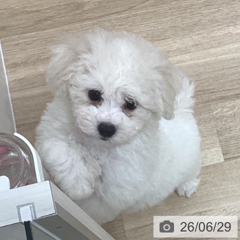 千葉県のビションフリーゼ (ペットプラス 船橋店/2026年4月11日生まれ/女の子/ホワイト)の子犬の3枚目の画像