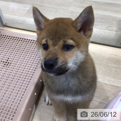 東京都の柴犬(標準サイズ) (ペットプラス 日の出店/2026年4月9日生まれ/男の子/赤)の子犬の3枚目の画像
